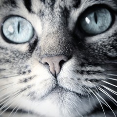 Mia, the Grey Panther