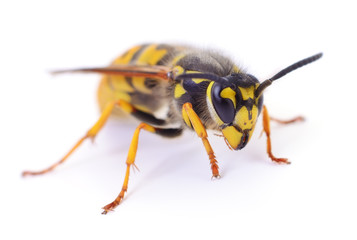 Wasp isolated on white.