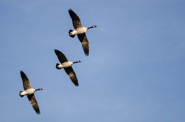Three Canada Geese Flying in a Blue Sky