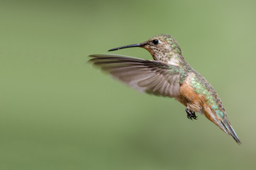 Fototapeta premium Adorable Little Rufous Hummingbird Hovering in Flight Deep in the Forest