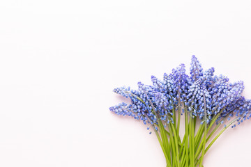 Fototapeta premium Spring blue muscari flowers. Muscari flowers on pink pastel background. Spring greeting card.