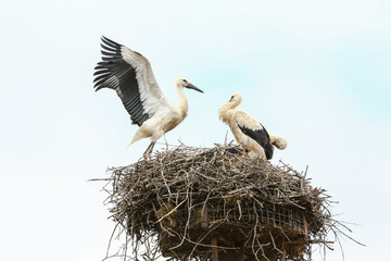Junger Storch übt Fliegen