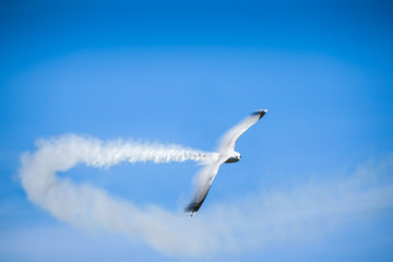 Fast flying gull bird with smoke contrail. Montage