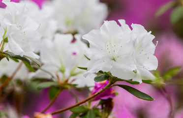 Azalea (Rhododendron) flowers. Spring landscape. Beautiful fresh bouquet of flowers.  Botanical garden. Summer mood. 