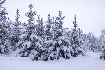 Snowy forest. Fir trees in winter landscape with thick snow.