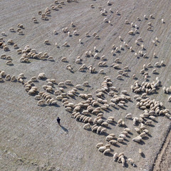 Flock of sheep in the field