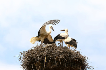Junger Storch übt Fliegen