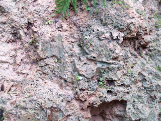 The surface of the soil is wet and has small grass