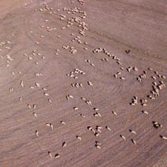 Flock of sheep in the field