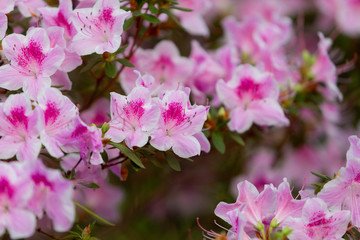 Azalea (Rhododendron) flowers. Spring landscape. Beautiful fresh bouquet of flowers.  Botanical garden. Summer mood. 