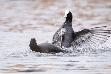 Fototapeta premium Two birds fighting on the water. A beautiful spray of flying in different directions. Birds are black. The mating season of common coot.