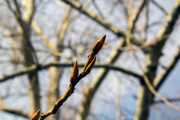 A branch of a tree with buds against the background of other branches and a blue sky in spring.