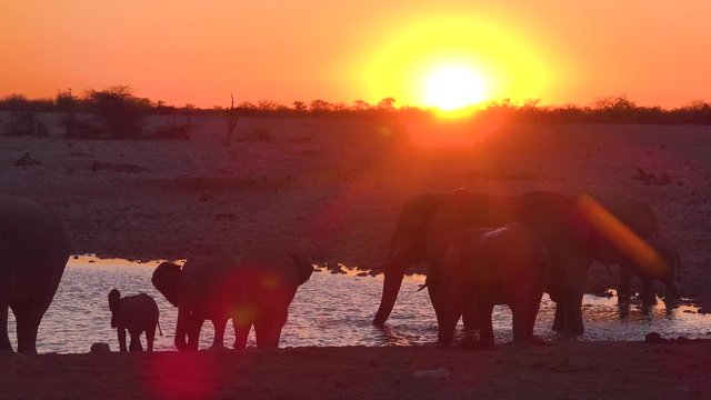 Thirsty African elephants arrive at a watering hole at dusk in golden sunset light and bathe and drink at Etosha National Park, namibia.