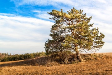 Solitary pine in the foreground of a large field with dried grass on the edge of a forest. Sunny March in the Czech Landscape. Beginning of spring.