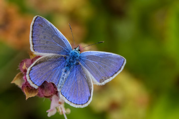 blue butterfly