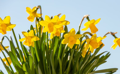 Spring flowers, yellow daffodils on blue sky background