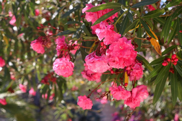 Beautiful nerium flowers in Mediterranean park. Selective focus.