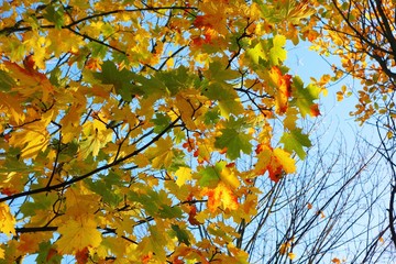 Colourful Autumn Leaves.