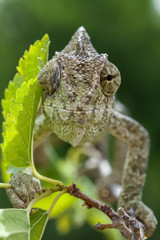 chameleon 11