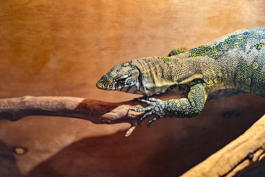 Wild lizard crawling on a branch, African lizard in a zoo