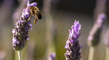Abelha a polinizar flor de lavanda