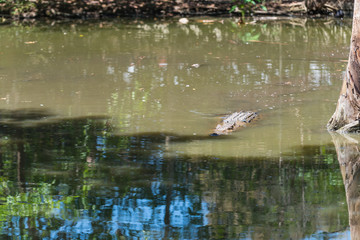 Krokodil schwimmt im Wasser wie ein Stück Treibholz