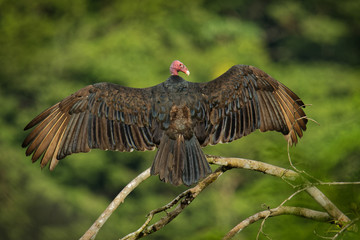 Turkey Vulture - Cathartes aura also known as the turkey buzzard and in some areas of the Caribbean as the John crow or carrion crow, is the most widespread of the New World vultures