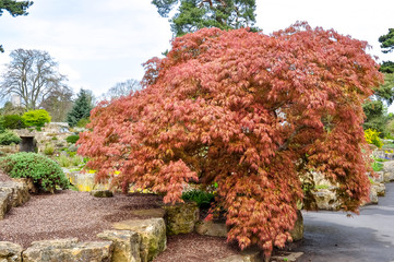 Kew botanical gardens in spring, London, UK