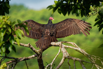 Turkey Vulture - Cathartes aura also known as the turkey buzzard and in some areas of the Caribbean as the John crow or carrion crow, is the most widespread of the New World vultures