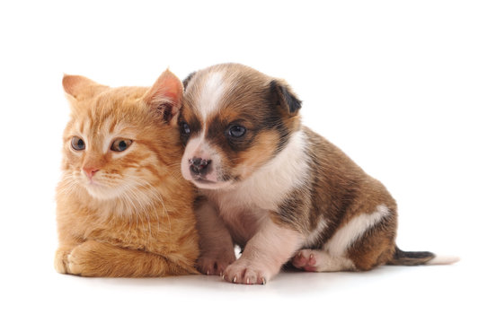 Small cat and puppy.