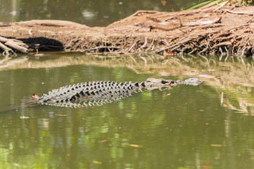 Krokodil lauert im Wasser auf Beute