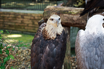 Beautiful Eagles in Phuket Thailand