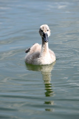 łabędzie piskle © PAWEL