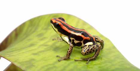Ranitomeya uakarii golden leggs