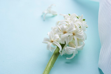 white hyacinth flower 