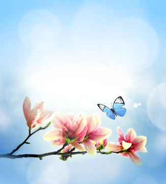 Fototapeta View of beautiful magnolia and butterfly with blue sky background. Spring and summer concept.