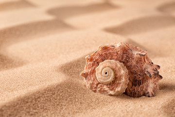sea shell on beach in the sand. Sandy background with rippled lines and empty copy space and seashell.