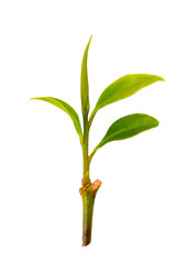 Fototapeta na wymiar Green tea leaf isolated on white