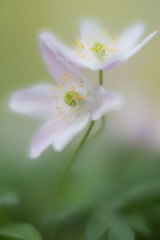 Obraz na płótnie Canvas White wood anemone wild flowers