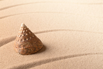 cone sea shell on sandy beach. Lines in sand and background with copy space.