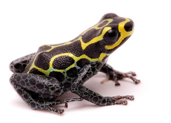 Amazon poison dart frog, Ranitomeya imitator, Baja Huallaga, Peru. Macro of a yellow striped animal from the Amazonian rain forest. Isolated on white..