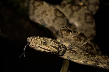 tropical snake, tree boa Corallus hortulanus a serpent of the Amazon rain forest in Colombia,...