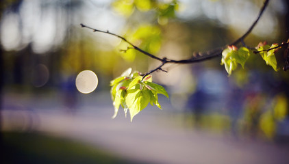 Spring branches of a linden with green leaves.