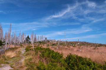 Vanished forest due Bark beetle, Sumava, Czech Republic
