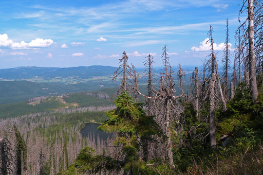 Bark beetle calamity, Sumava Mountains, Czech Republic