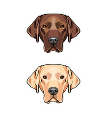 Yellow and black young labrador