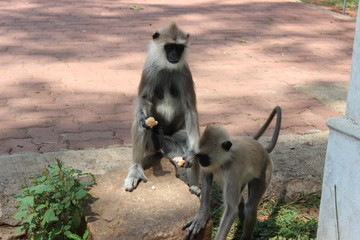 Langur, Sri Lanka