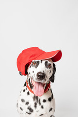 Happy dalmatian dog in a red baseball cap and in a red collar isolated on white background. Dog with tongue out. Copy space