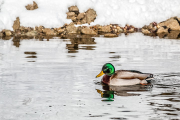 Obraz premium male duck swimming in the river isar in winter