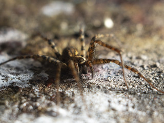 Detailed Spider Eyes macro